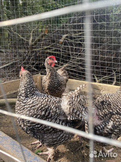 Мехеленская кукушка инкубационное яйцо