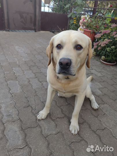 Кобель лабрадора вязка