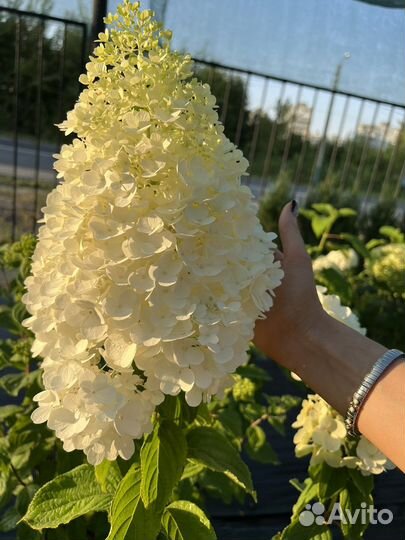 Гортензия, более 20 видов