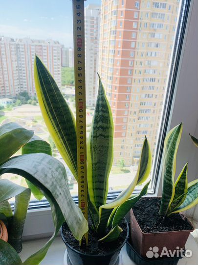 Сансевиерия Лауренти