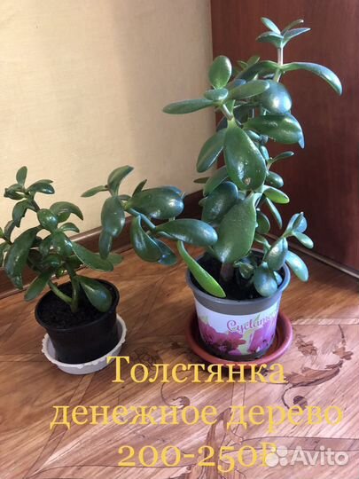 Комнатные цветы