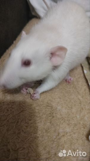 Крысы дамбо девочки