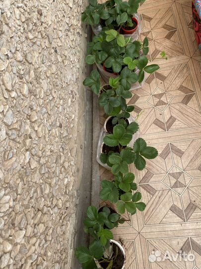 Росада клубники урожайная