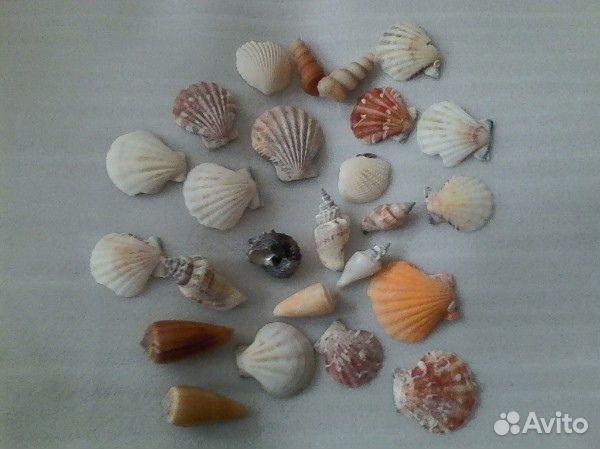Ракушки новые