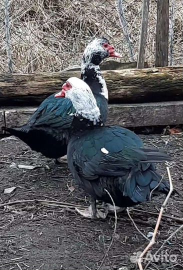 Мускусные утки