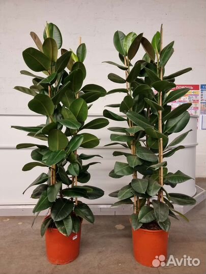 Фикус Абиджан эластика 3 ствола высота 2м