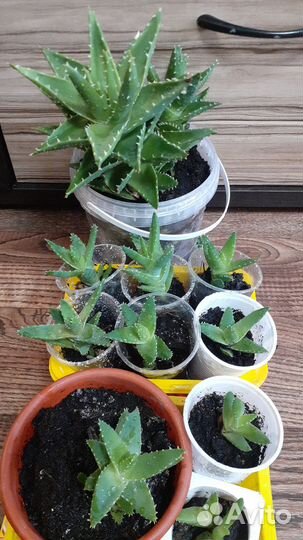 Комнатные растения цветы