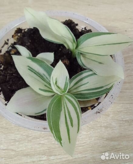 Традесканция нанук