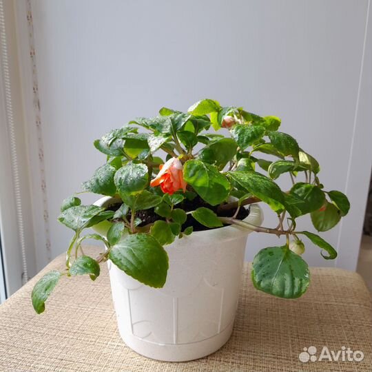 Бальзамин махровый коралловый