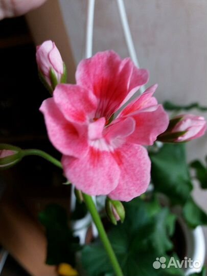 Пеларгония (герань)