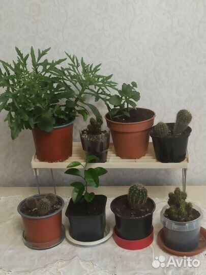 Комнатные цветы