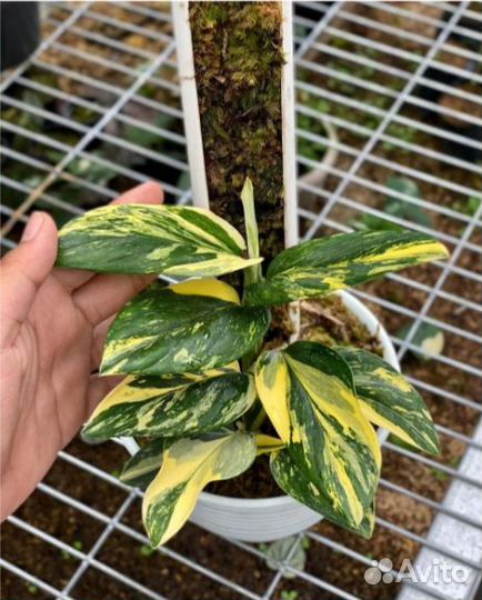 Хойи, эпипремнумы, филодендроны, эписции, др