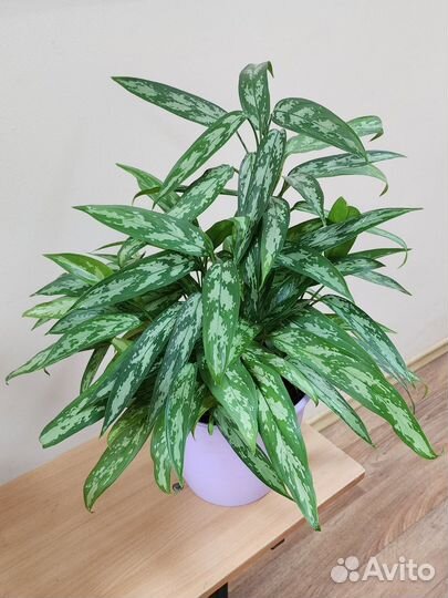 Комнатные растения цветы, аглаонема