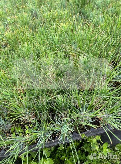 Лиственница Сибирская зкс сеянцы