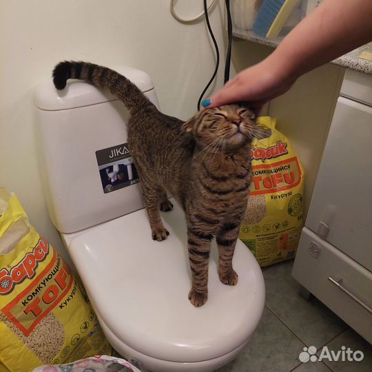 Бенгалку или Британку Глухую выкинули на Улицу