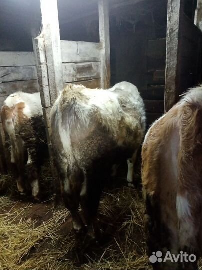 Бычки и быки