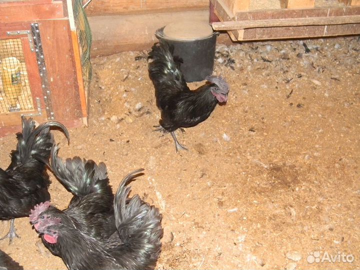 Яйцо инкубационное Ухейилюй