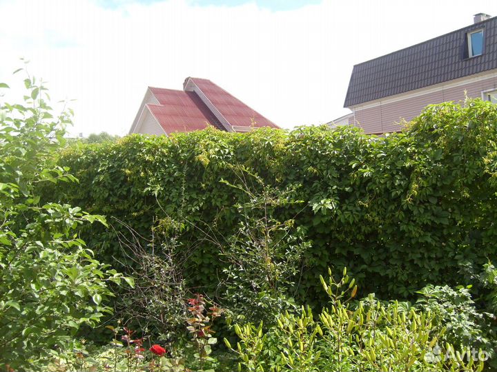 Саженцы девичий виноград