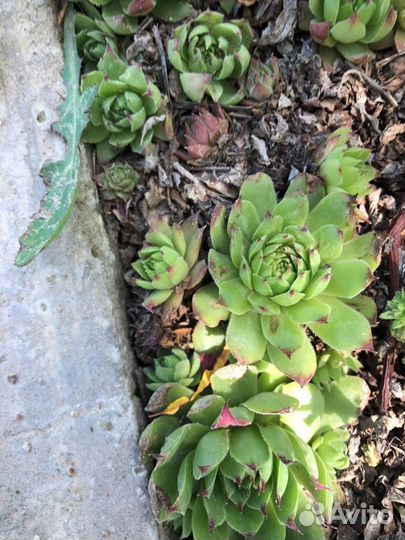 Молодило каменная роза суккулент растение