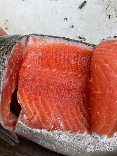 Радужная форель в наличии