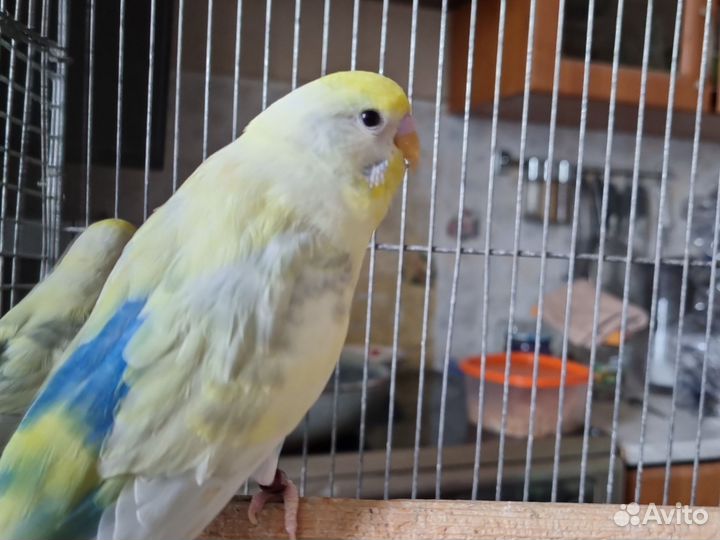 Волнистый попугай пара