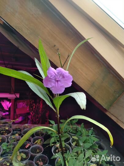 Олеандр, руэллия, веерные пальмы