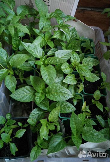 Рассада сладкого и острого перца