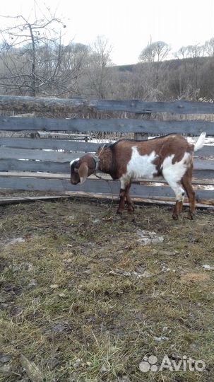 Молодой козел