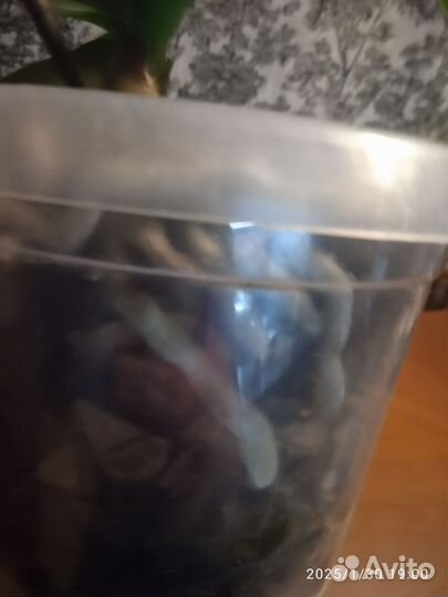 Орхидея фаленопсис