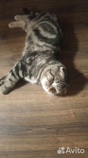 Кот в дар кошка