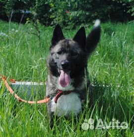 Лаечка-Чернобурочка