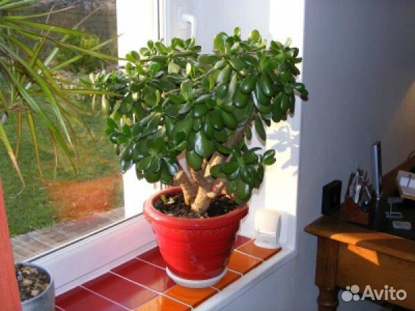 Толстянка (Crassula)