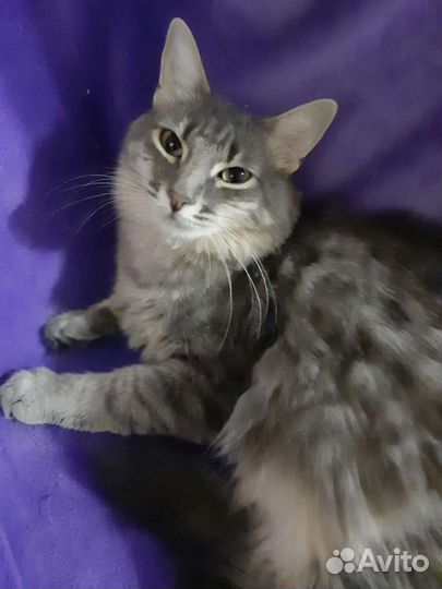 Кошечка Фая ищет дом 1г, 7мес