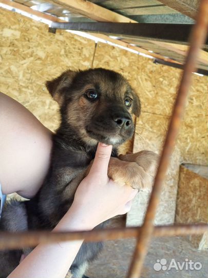 Собака в добрые руки щенок