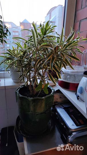 Большие цветы для офиса