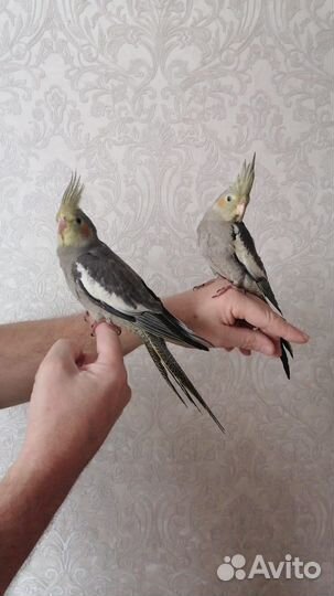 Попугай Корелла