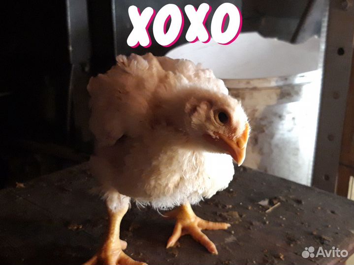 Мясо бройлеров