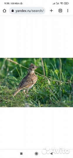 Певчие птицы