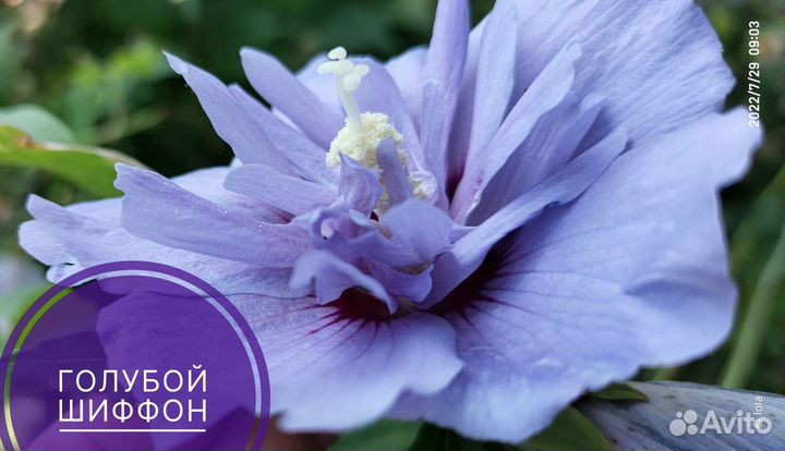 Сортовые гибискусы Чайна шифон, семена, черенки