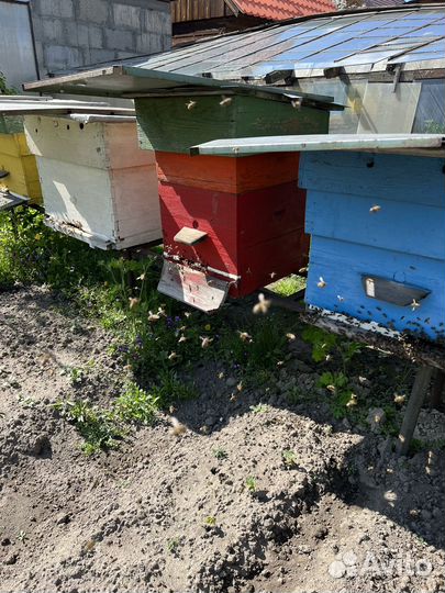 Пчелосемьи