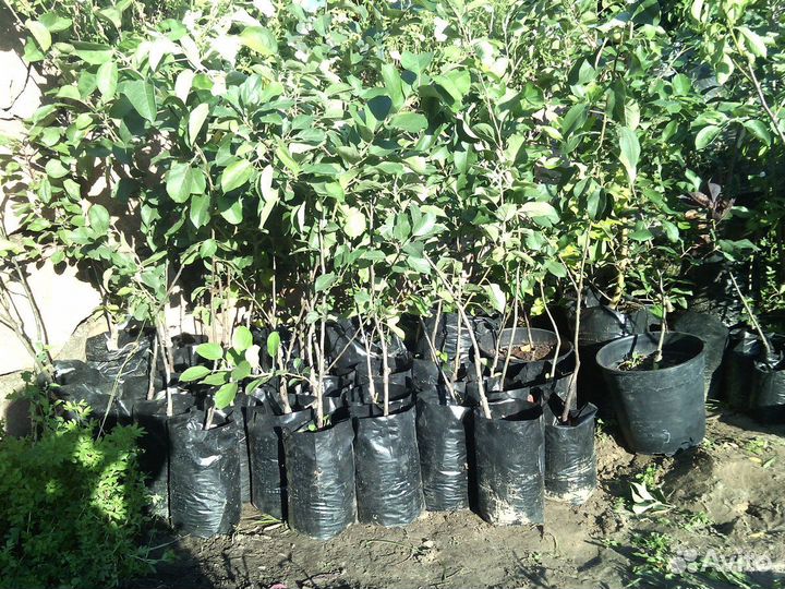 Саженцы. Кизильник блестящий