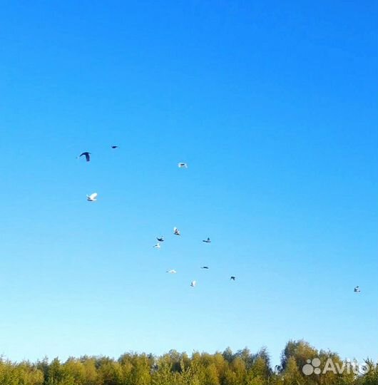 Голуби на ваше торжество