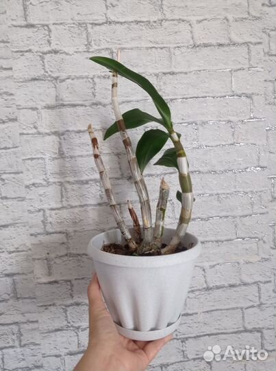 Дендробиум фаленопсис