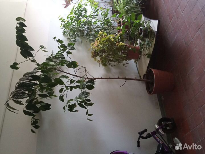 Лимонное дерево