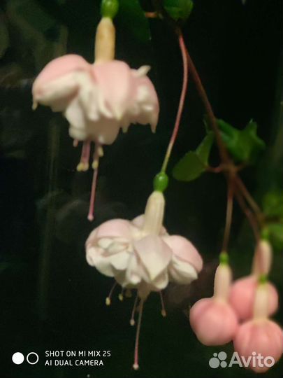 Фуксия сортовая