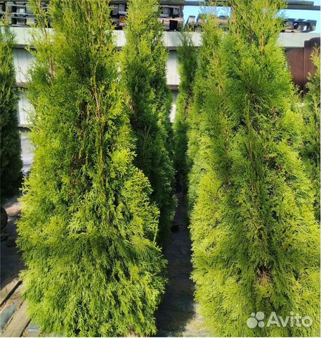 40-200см Туя западная Смарагд Брабант Шарики купить в Санкт-Петербурге ...