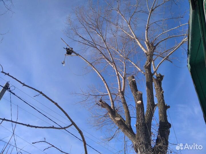 Спил деревьев. Расчистка, планировка