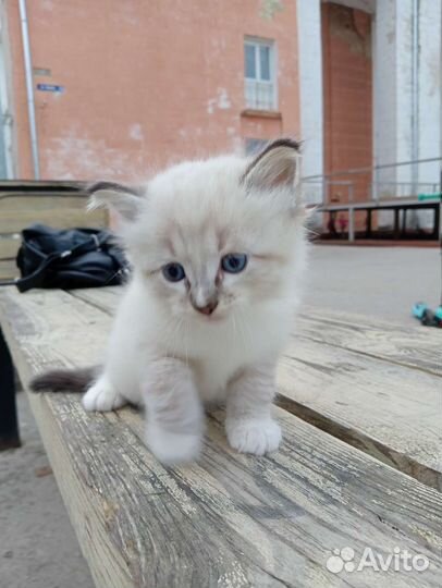 Котята в очень добрые руки