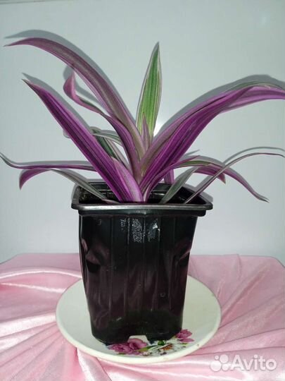 Традесканция Рео, Цветок Мирт