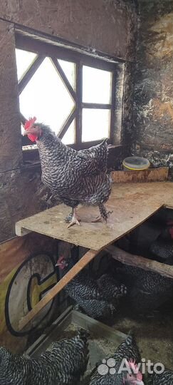 Мехеленская кукушка, Джерсийский гигант